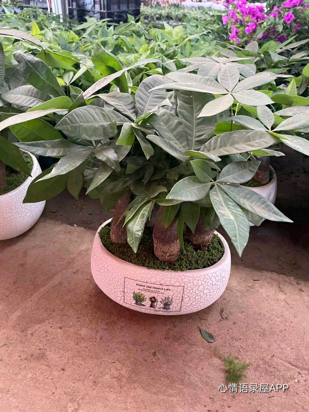 https://www.58100.com/index/detail/761776