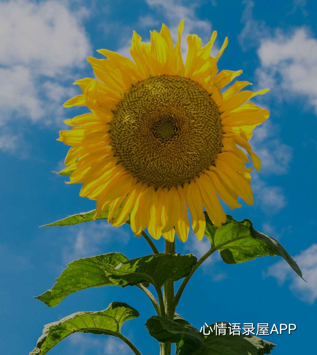 https://www.58100.com/index/detail/763296